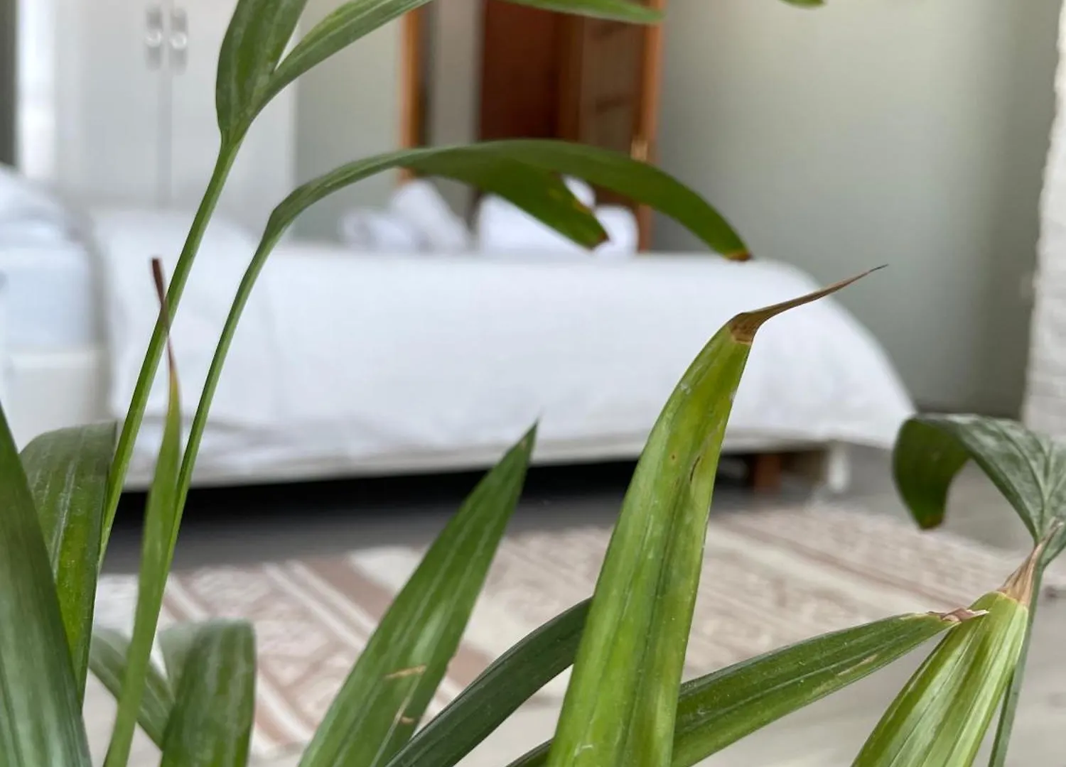 Agroni Rooms Tirana Albanien